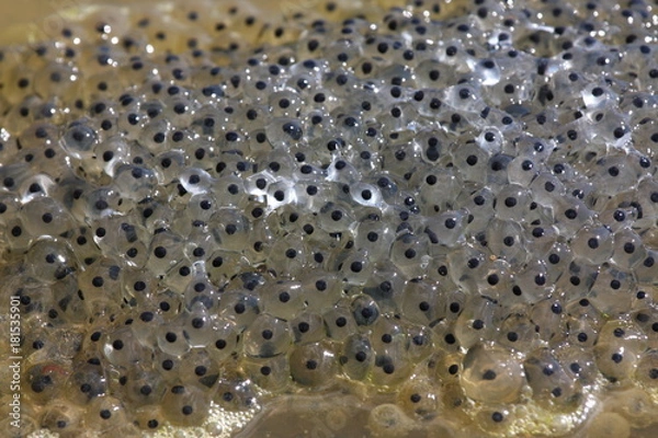 Obraz Frog eggs