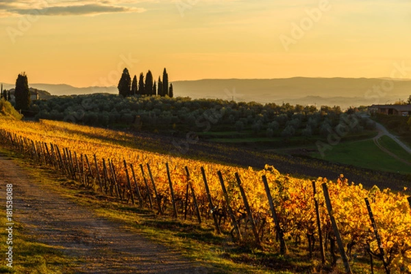 Fototapeta Autumn vineyards in Tuscany, Chianti, Italy at sunset light