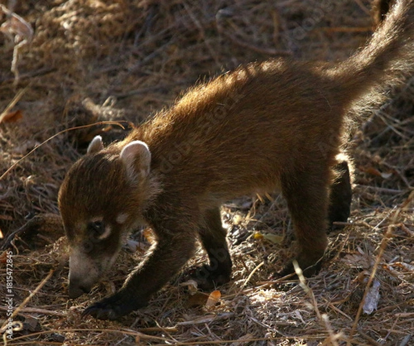 Fototapeta Coatimundi
