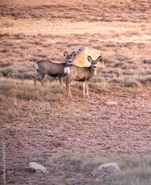 Obraz A couple of Deer in the Wyoming prairie sunset