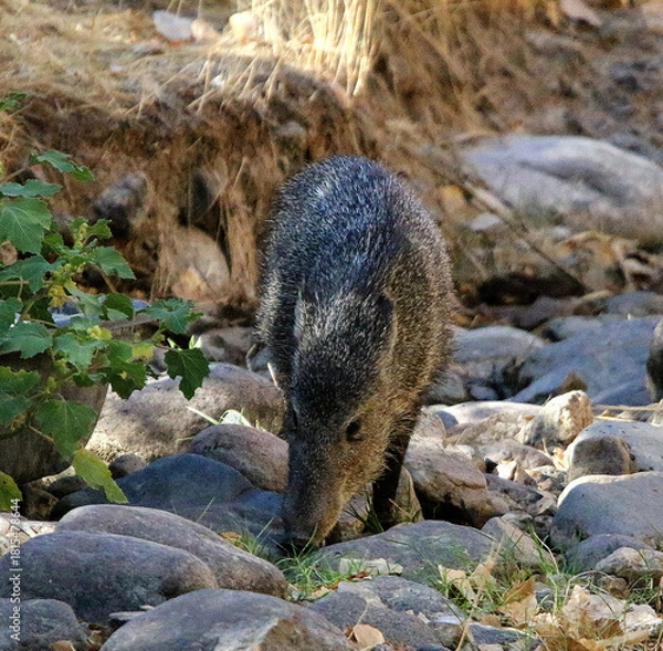 Fototapeta Javalina