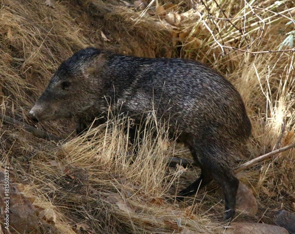 Fototapeta Javalina