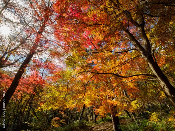 Fototapeta 紅葉が広がる六甲の登山道、シェール道