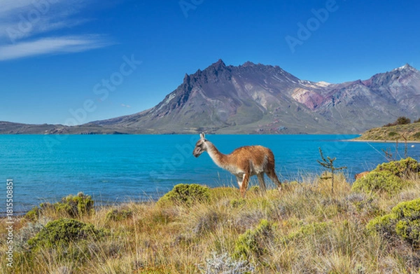Fototapeta Guanaco