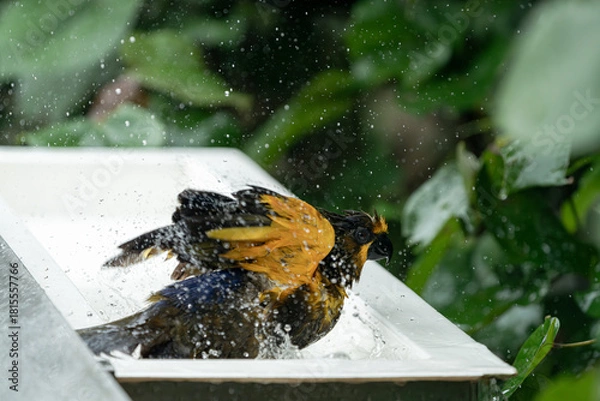 Fototapeta 하늘을 날아다니는 새