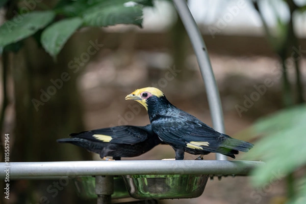 Fototapeta 하늘을 날아다니는 새