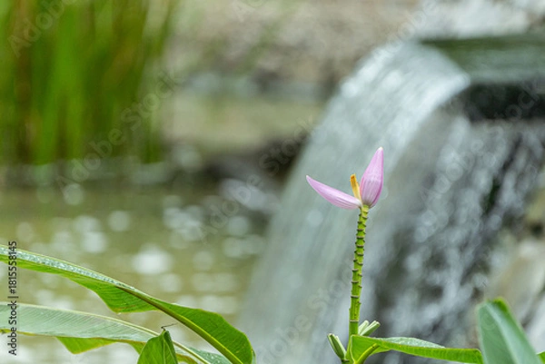 Fototapeta 하늘을 날아다니는 새