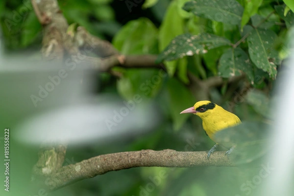 Fototapeta 하늘을 날아다니는 새