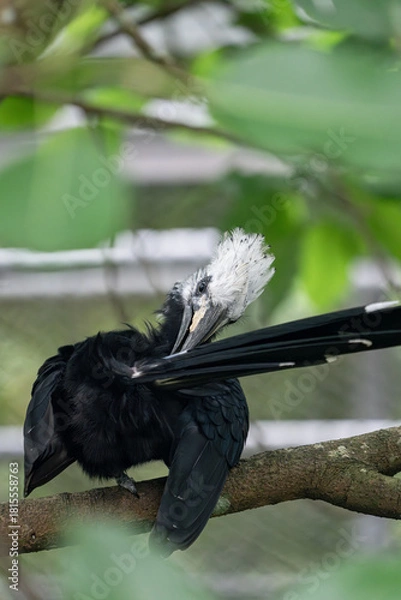 Fototapeta 새
조류
