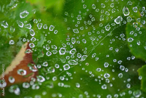 Obraz 蜘蛛の糸と水滴の世界