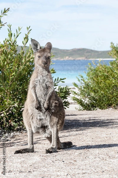 Fototapeta KANGAROO BEACH