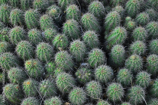 Fototapeta Congregation of cactus featuring pokey prickly needles