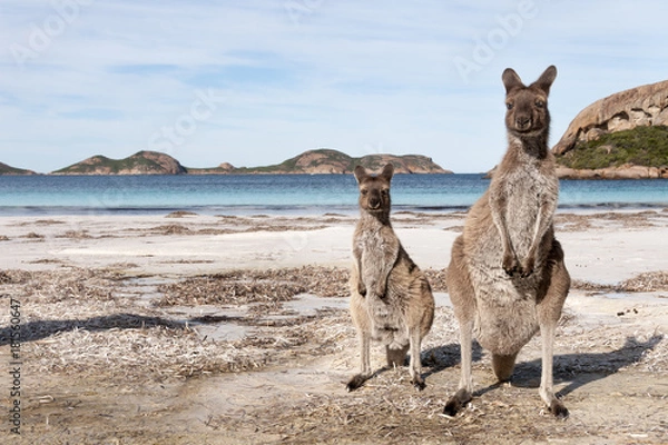 Obraz KANGAROO BEACH AUSTRALIA