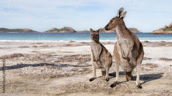 Fototapeta Kangaroo Beach Australia