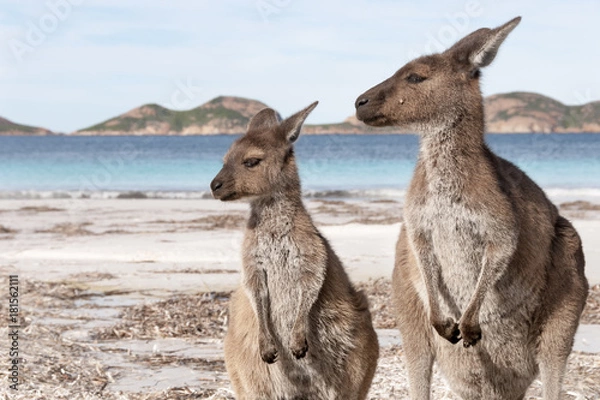 Fototapeta KANGAROO BEACH AUSTRALIA