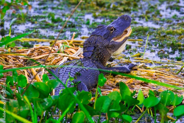 Obraz Baby Alligator