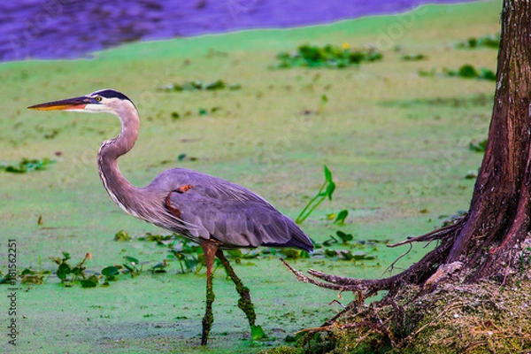 Obraz Great Blue Heron