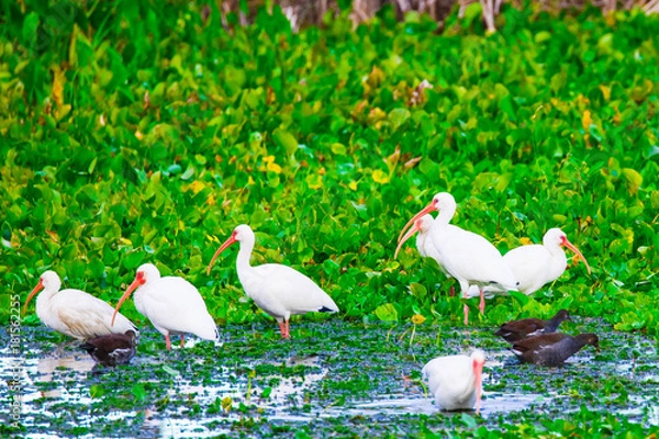 Obraz White Ibis 