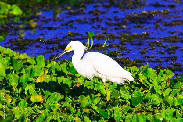 Obraz Great Egret