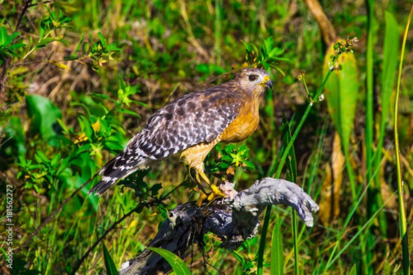 Obraz Red Shoulder Hawke