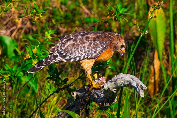 Obraz Red shoulder hawke