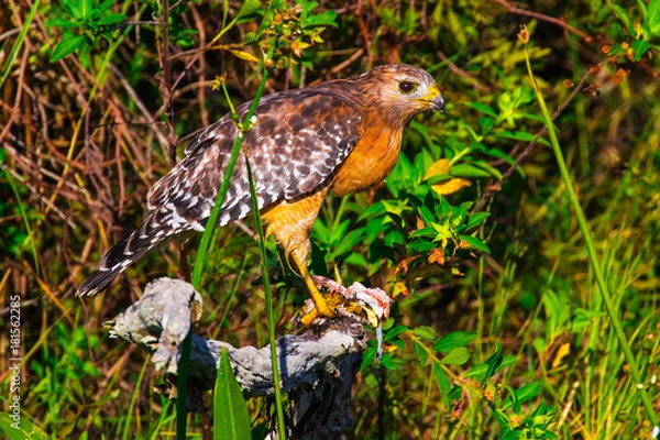 Obraz Red Shoulder Hawke