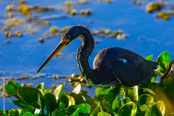 Obraz Great Blue Heron