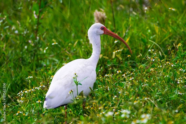 Obraz White Ibis