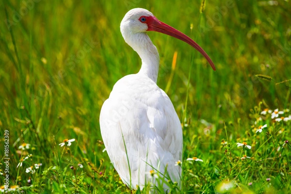 Obraz White Ibis