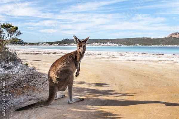 Fototapeta KANGAROO BEACH AUSTRALIA