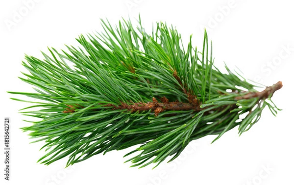 Fototapeta A detailed close-up of a vibrant green pine branch with needles