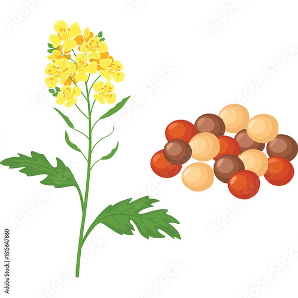 Fototapeta Mustard plant with yellow flowers and green leaves next to a pile of brown and red seeds isolated on white background detailed illustration of natural ingredient for cooking and condiments