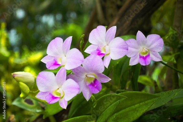 Obraz Piękny kwiat orchidei w ogrodzie