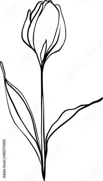 Obraz botanical line art