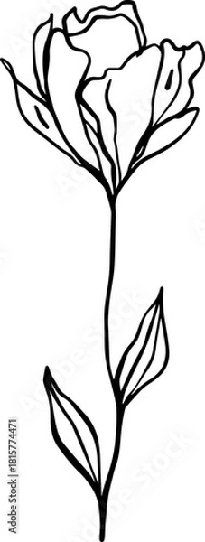 Obraz botanical line art