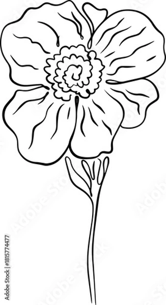 Fototapeta botanical line art