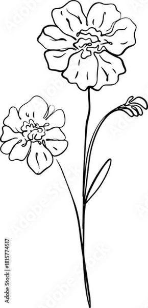 Obraz botanical line art