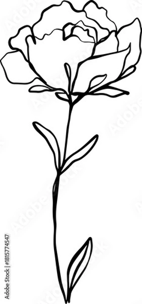 Obraz botanical line art