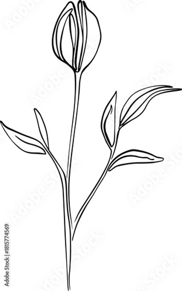 Obraz botanical line art