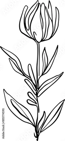 Obraz botanical line art
