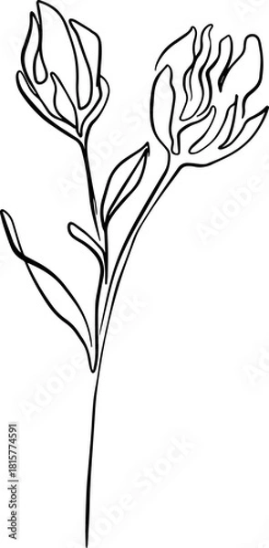 Fototapeta botanical line art