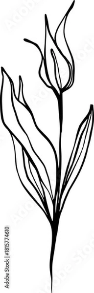 Obraz botanical line art