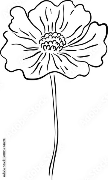 Obraz botanical line art