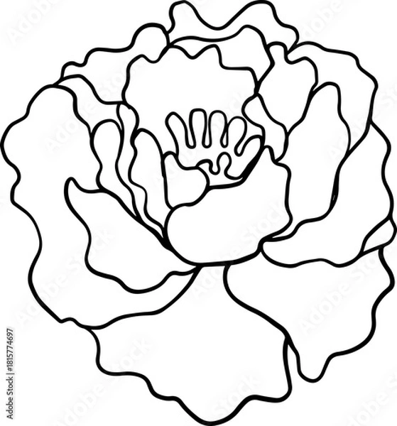 Obraz botanical line art