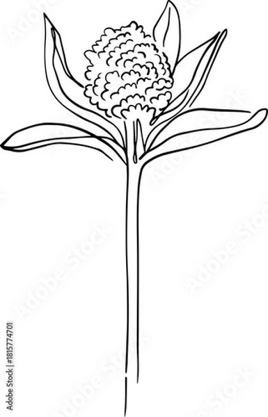 Obraz botanical line art