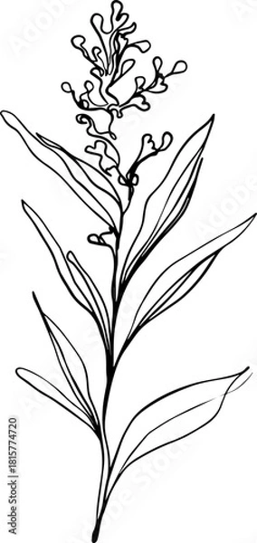 Obraz botanical line art