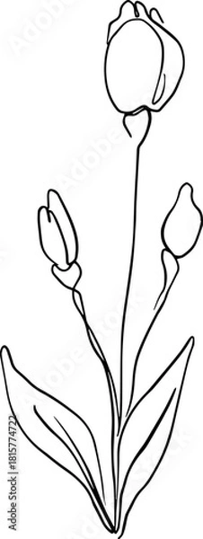 Obraz botanical line art