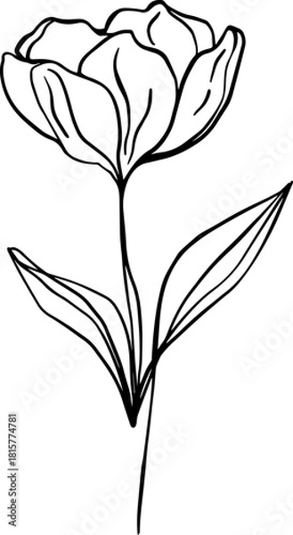 Obraz botanical line art