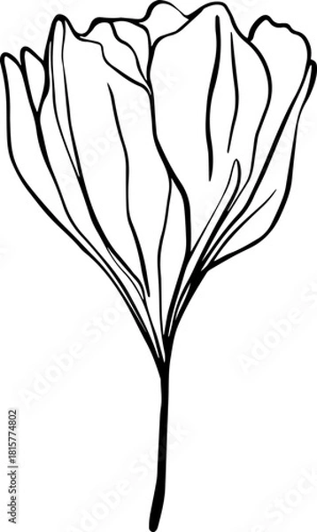 Obraz botanical line art