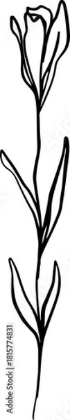 Obraz botanical line art